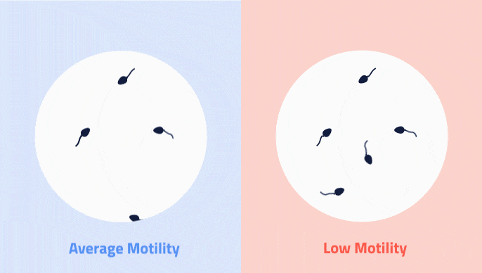 motility